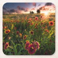 Flowers | Indian Blanket Wildflower Texas