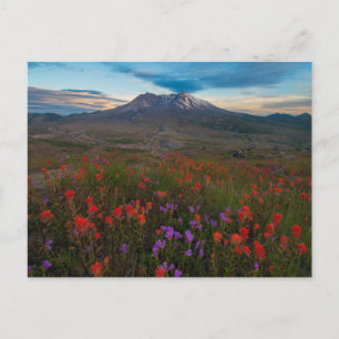 Flowers Indian Paintbrush & Penstemon Postcard
