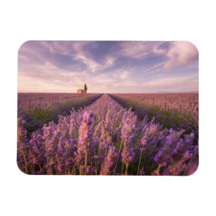 Flowers Lavender Southern France Magnet