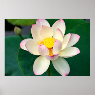Flowers   Lotus Water Flower Poster