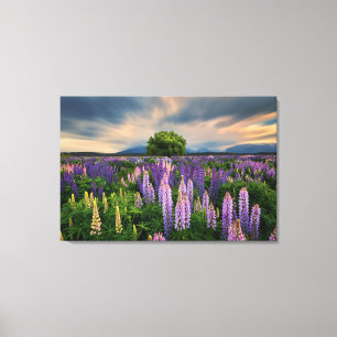 Flowers Lupine Field in New Zealand Canvas Print