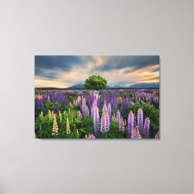 Flowers | Lupine Field in New Zealand Canvas Print (Front)