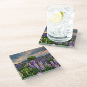 Flowers Lupine Field in New Zealand Glass Coaster