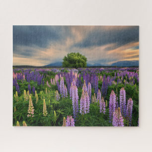 Flowers   Lupine Field in New Zealand Jigsaw Puzzle