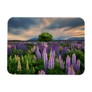 Flowers Lupine Field in New Zealand Magnet