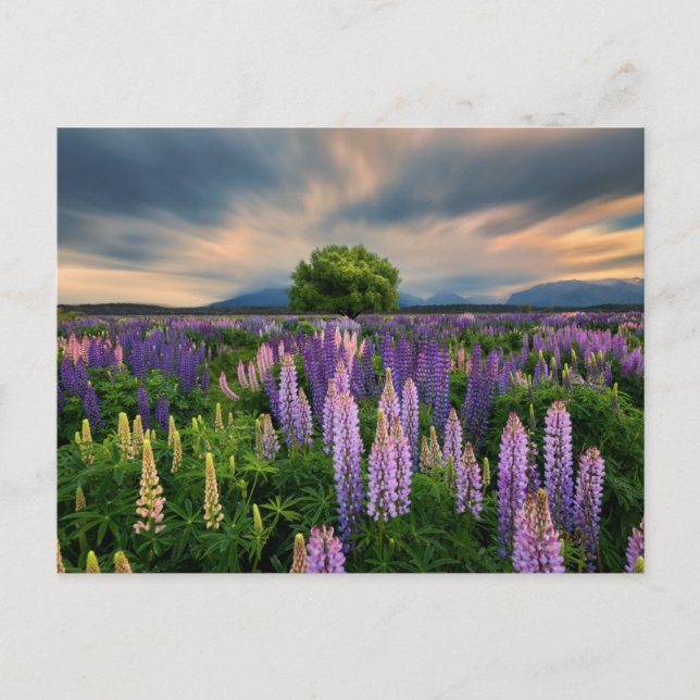 Flowers | Lupine Field in New Zealand Postcard (Front)