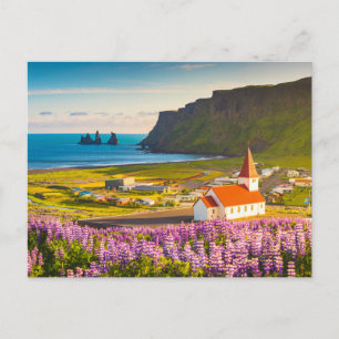 Flowers   Lupines in Bloom Southern Iceland Postcard