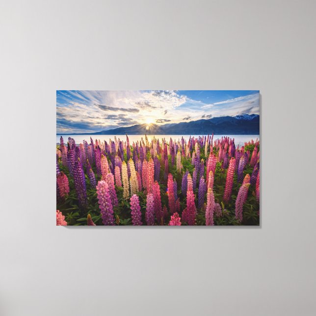 Flowers | Lupines New Zealand Canvas Print (Front)