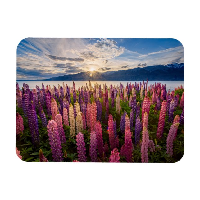 Flowers | Lupines New Zealand Magnet (Horizontal)