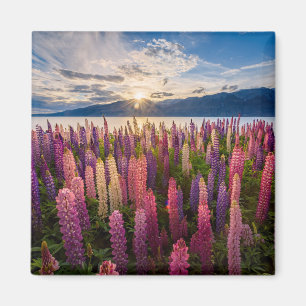 Flowers Lupines New Zealand Magnet