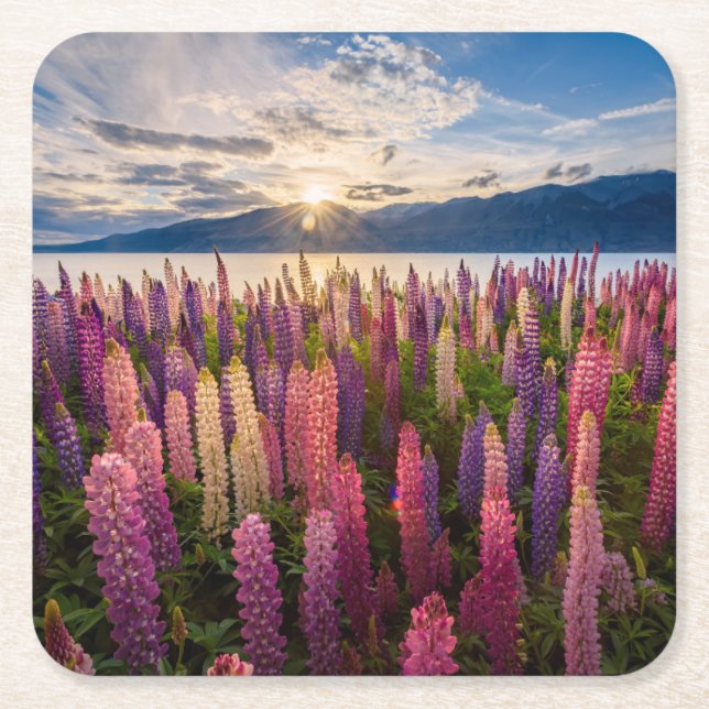 Flowers | Lupines New Zealand Square Paper Coaster (Front)