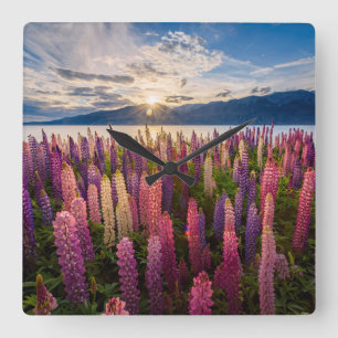 Flowers   Lupines New Zealand Square Wall Clock