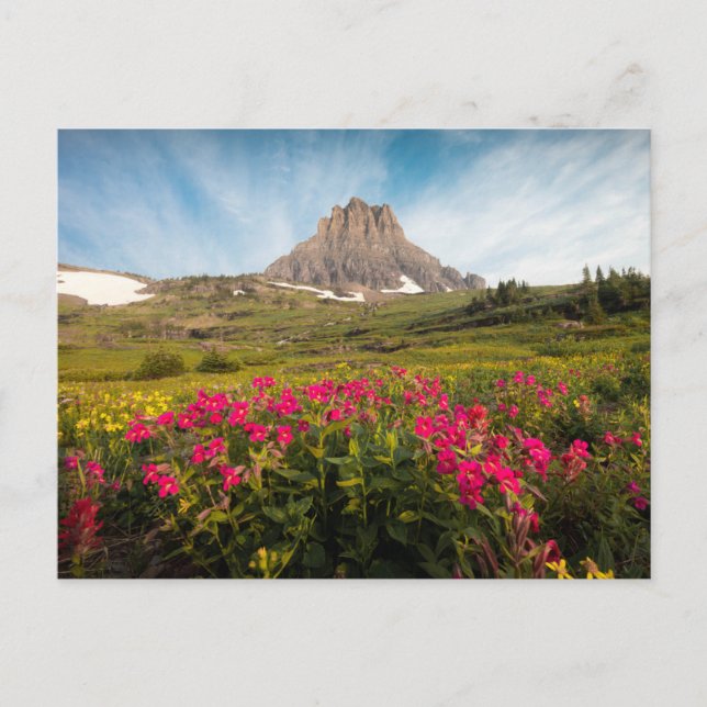 Flowers | Montana's Glacier National Park Postcard (Front)
