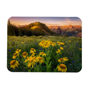 Flowers   Mountain Meadow Crested Butte Colorado Magnet