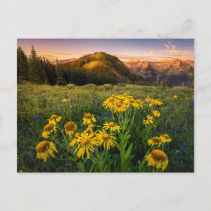 Flowers Mountain Meadow Crested Butte Colorado Postcard