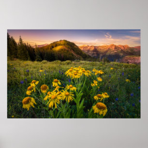 Flowers Mountain Meadow Crested Butte Colorado Poster