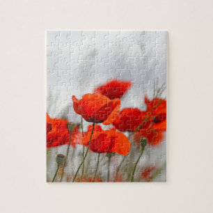 Flowers of common poppy in a field. jigsaw puzzle