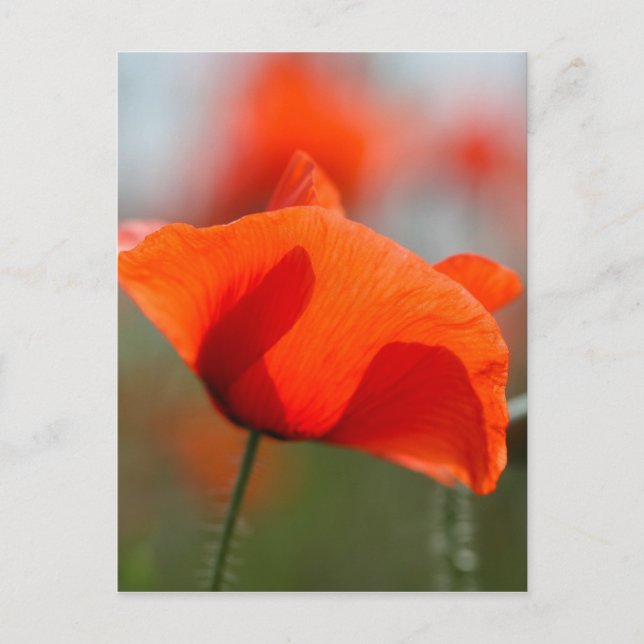 Flowers of common poppy in a field. postcard (Front)