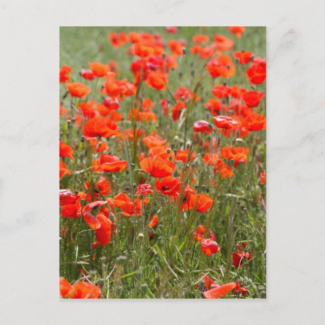 Flowers of common poppy in a field. postcard (Front)