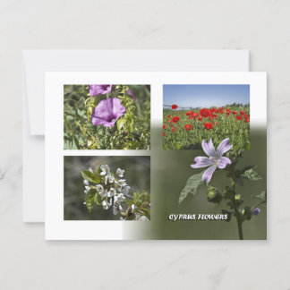 Flowers of Cyprus postcard