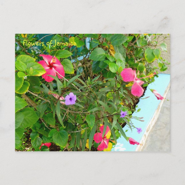 Flowers of Jamaica Postcard (Front)