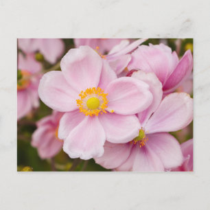 Flowers of Japanese anemone Postcard