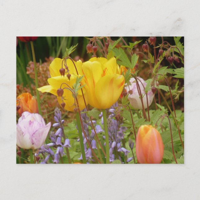 Flowers Of Tenderness Postcard (Front)