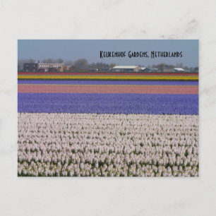 Flowers of the Netherlands Postcard