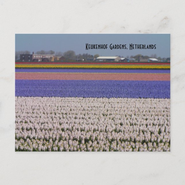 Flowers of the Netherlands Postcard (Front)