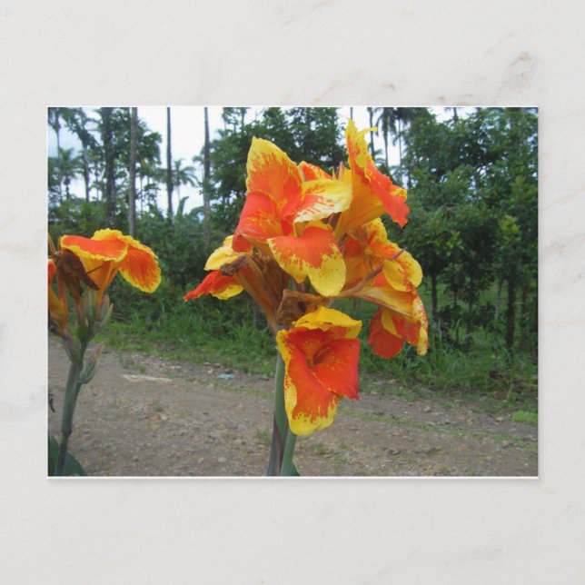 Flowers on plants, Costa Rica. Postcard (Front)