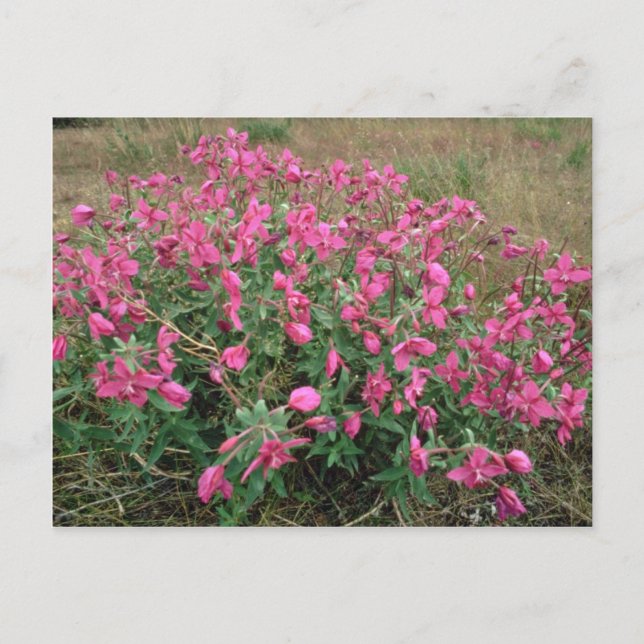 Flowers on the tundra, Alaska Pink flowers Postcard (Front)