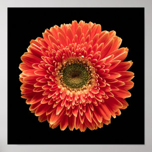 Flowers   Orange Gerbera Daisy Poster
