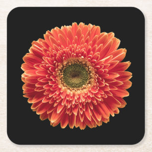 Flowers   Orange Gerbera Daisy Square Paper Coaster