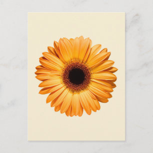 Flowers   Orange Gerbera Postcard