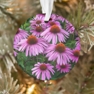 Flowers Pink Coneflower Garden Ornament