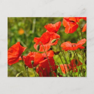 Flowers Postcard