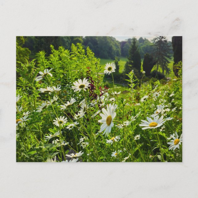 Flowers Postcard (Front)