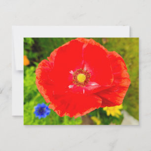Flowers Postcard