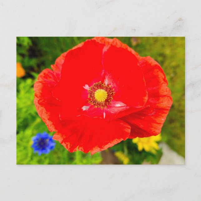 Flowers Postcard (Front)