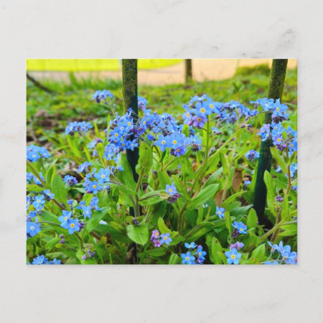 Flowers Postcard (Front)