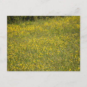 Flowers Postcard