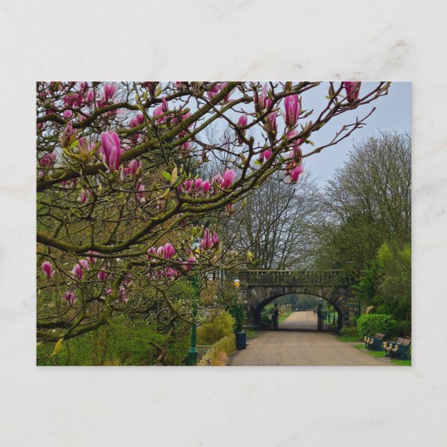 Flowers Postcard (Front)