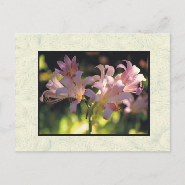 flowers postcard (Front)