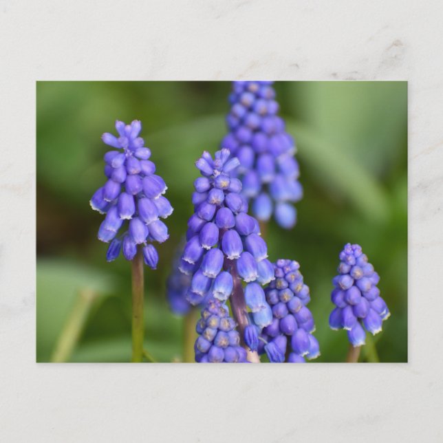 Flowers Postcard (Front)