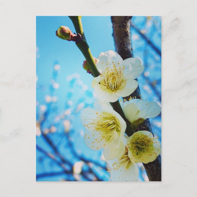 Flowers  postcard (Front)