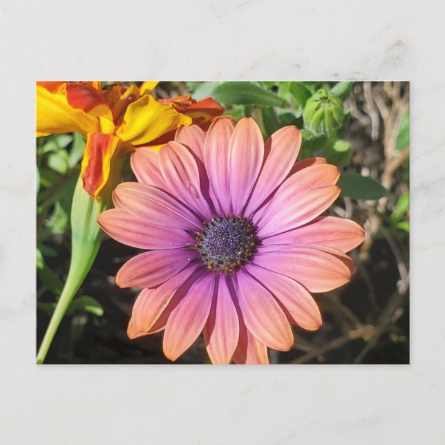 Flowers  postcard (Front)