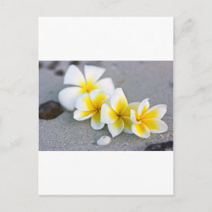 Flowers Postcard