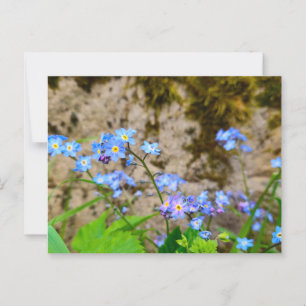 Flowers Postcard