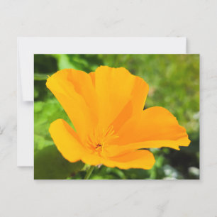 Flowers Postcard