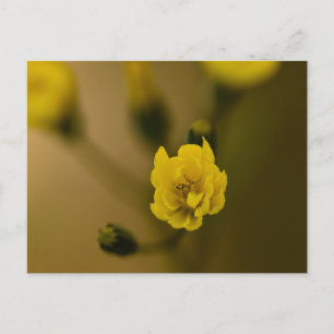 Flowers Postcard